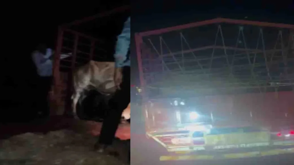 Banaskantha News: થરાદમાં પશુઓથી ભરેલી આઇસર ટ્રક ઝડપાઈ, 23 પશુઓને અમાનવીય હાલતમાં લઈ જવાતા હતા