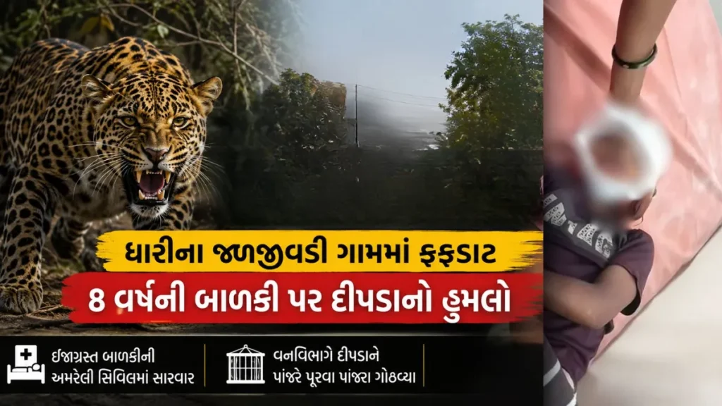 Amreli Leopard Attack: ધારીના જળજીવડી ગામમાં 8 વર્ષની બાળકી પર દીપડાનો હુમલો, ગ્રામજનોમાં ફફડાટ