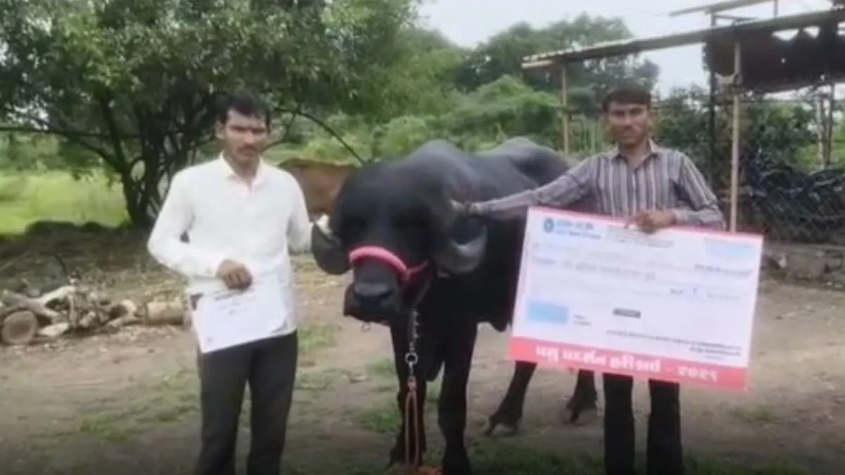 Bhavnagar Bhili Buffalo: રૂ. 9,99,999ની ઓફર છતાં પશુપાલકે ભીલી ભેંસ વેચવાનો કર્યો ઇનકાર