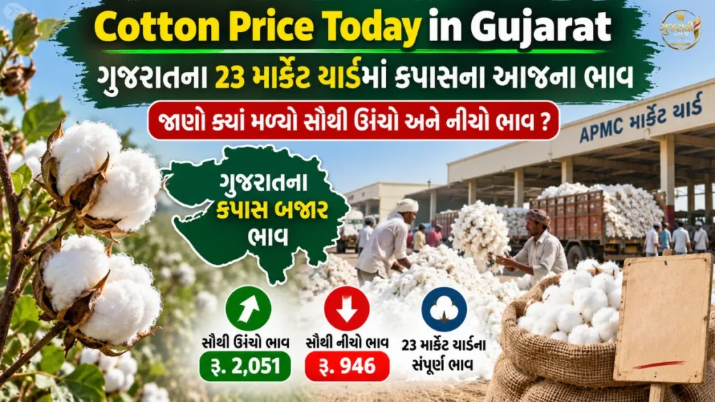 Cotton Price Today in Gujarat:કપાસના ભાવમાં મોટો ફેરફાર! જાણો આજના નવા ભાવ